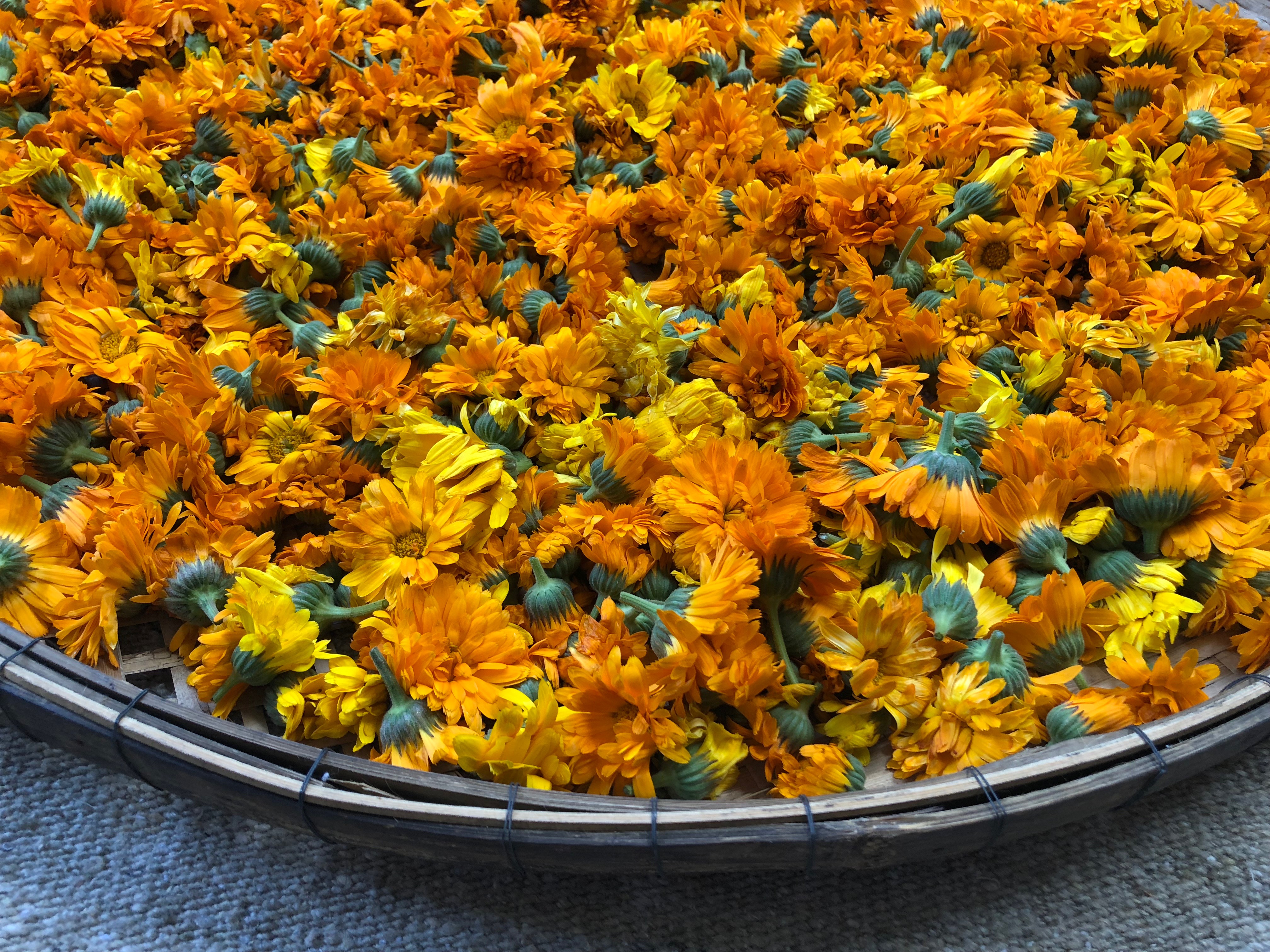 Fresh calendula harvest drying in a woven basket