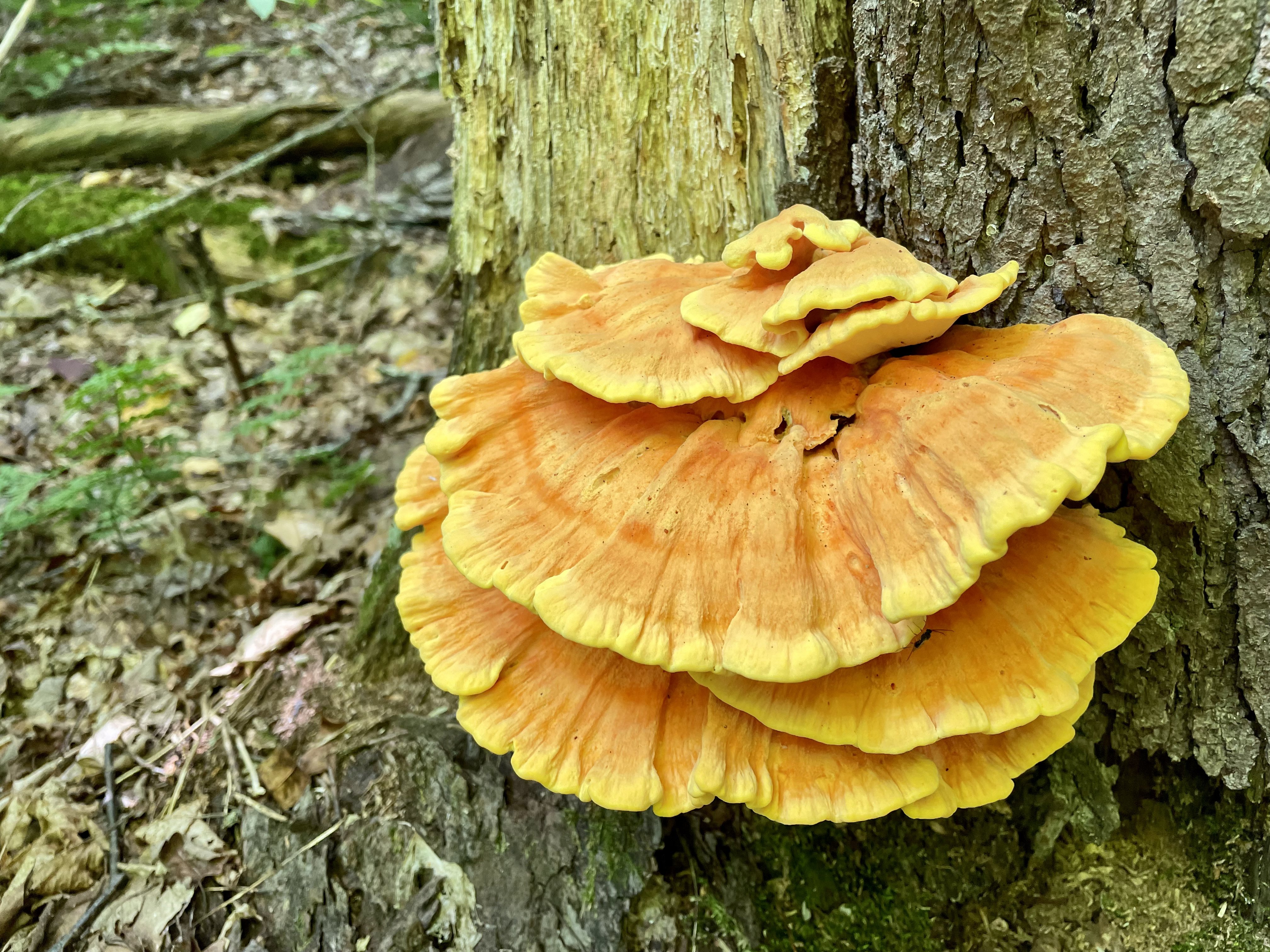 Chicken of the woods mushroom growing on a tree trunk in the forest