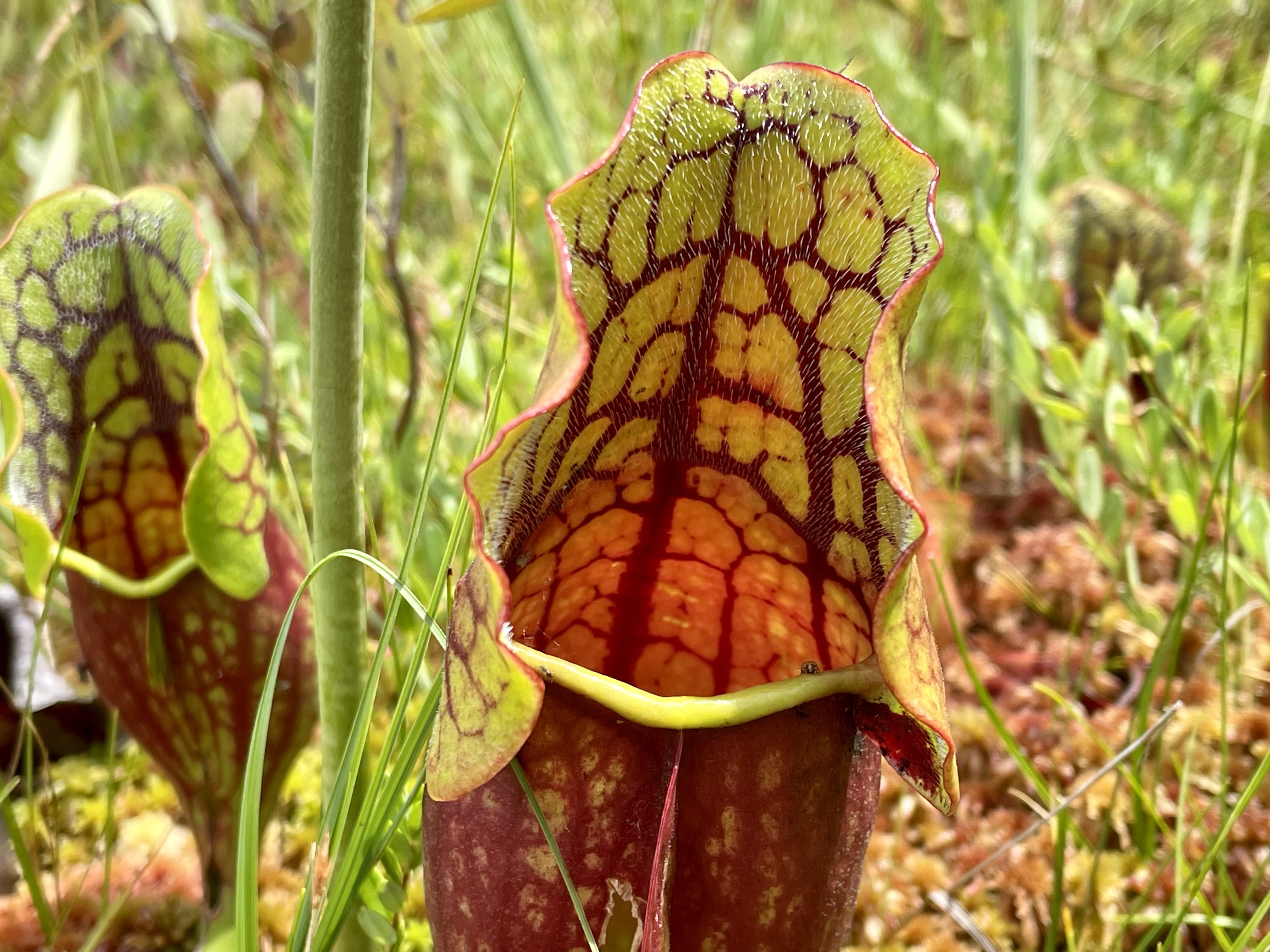 Pitcher plant specimen in a bog ecosystem