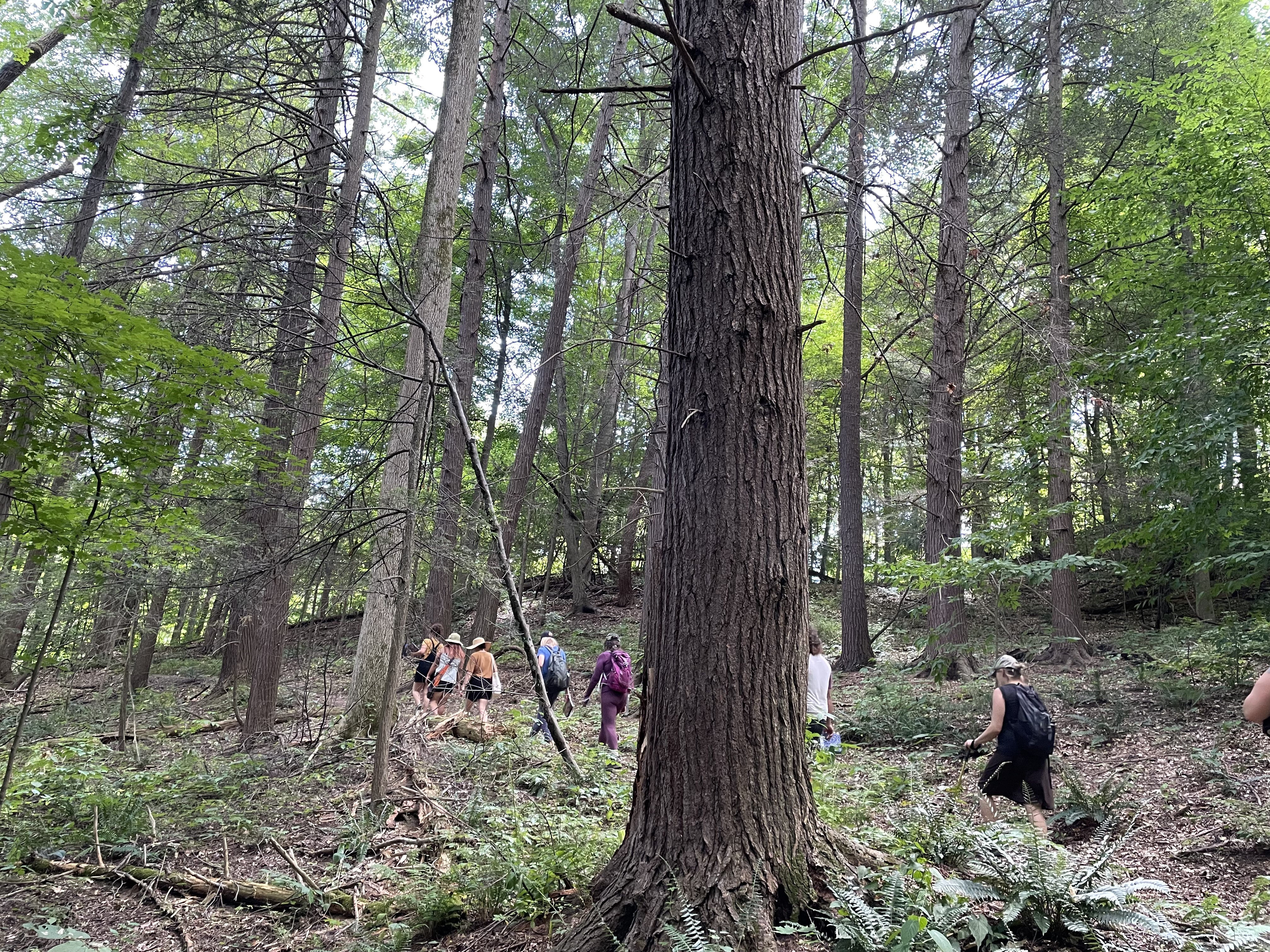 Group hike through old-growth forest canopy