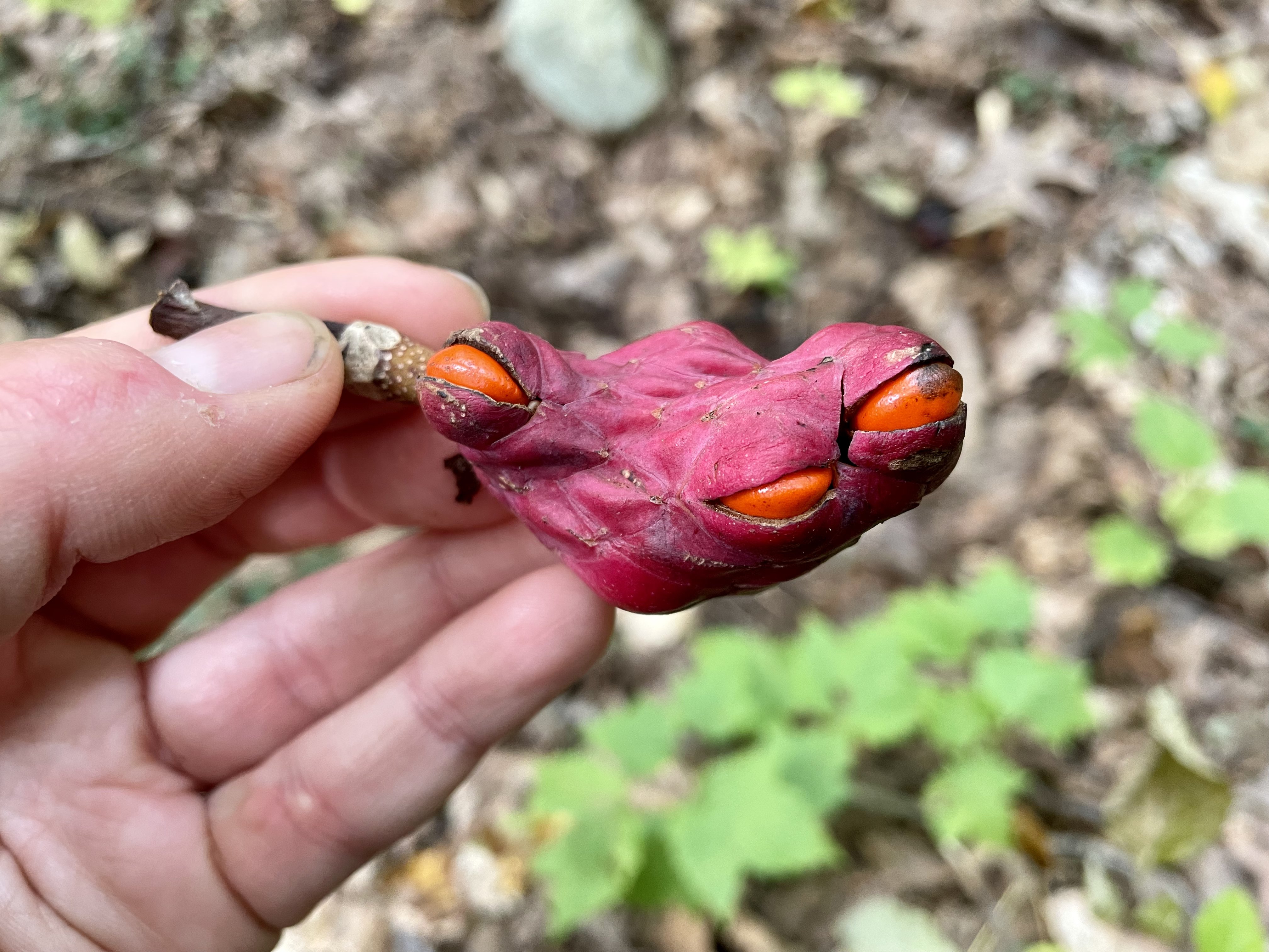 Magnolia seed pod held for identification in the field