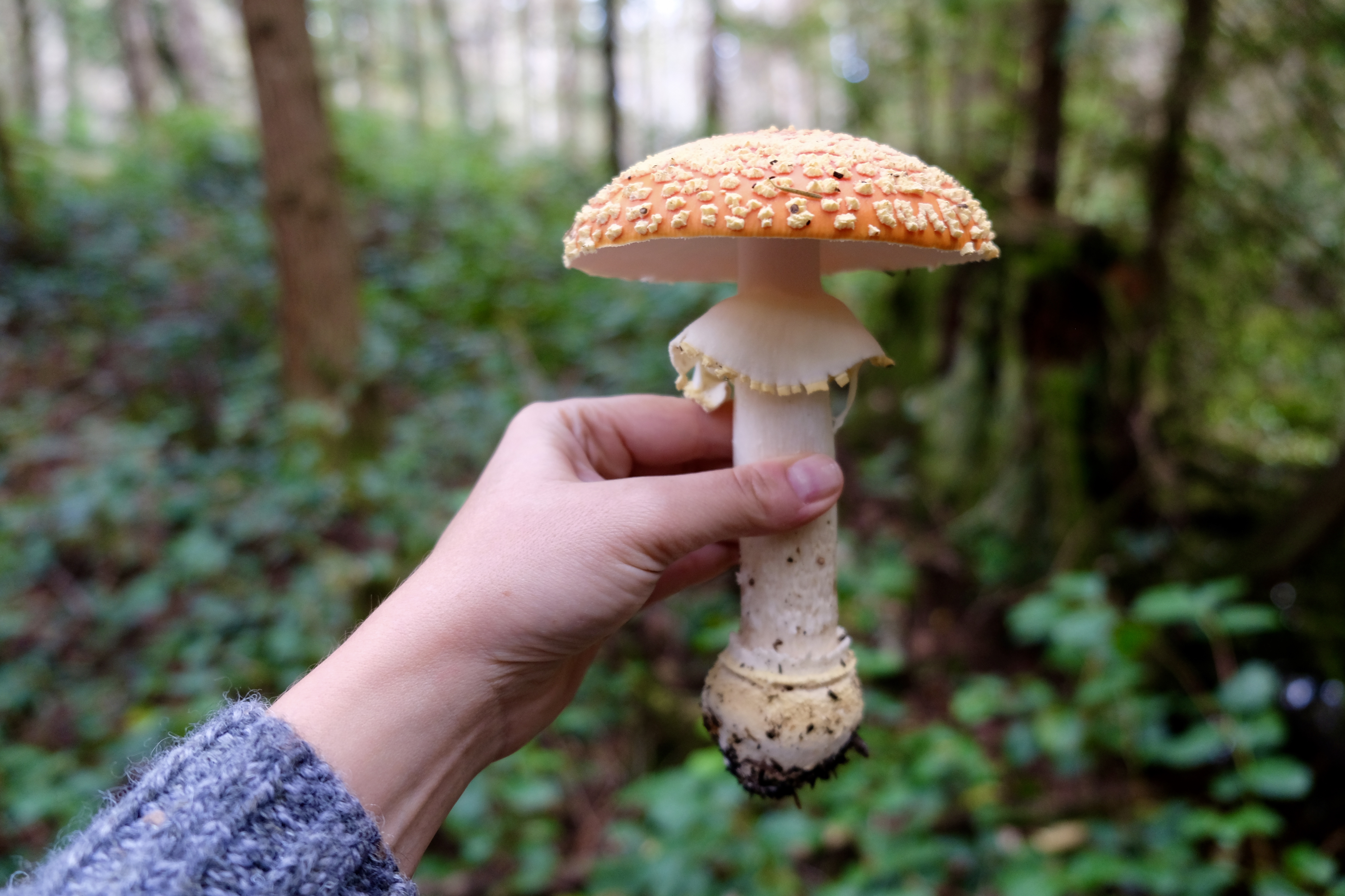 Amanita mushroom held for identification in the forest