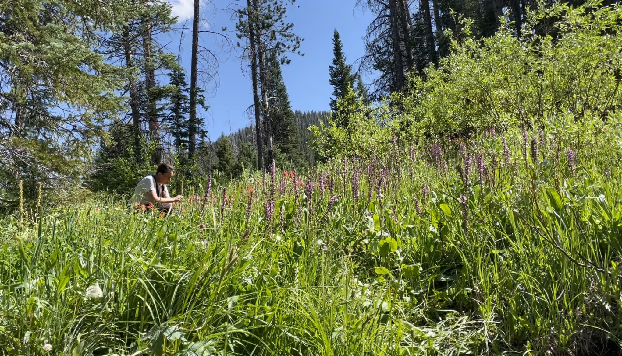 Carla taking field notes in a wildflower meadow