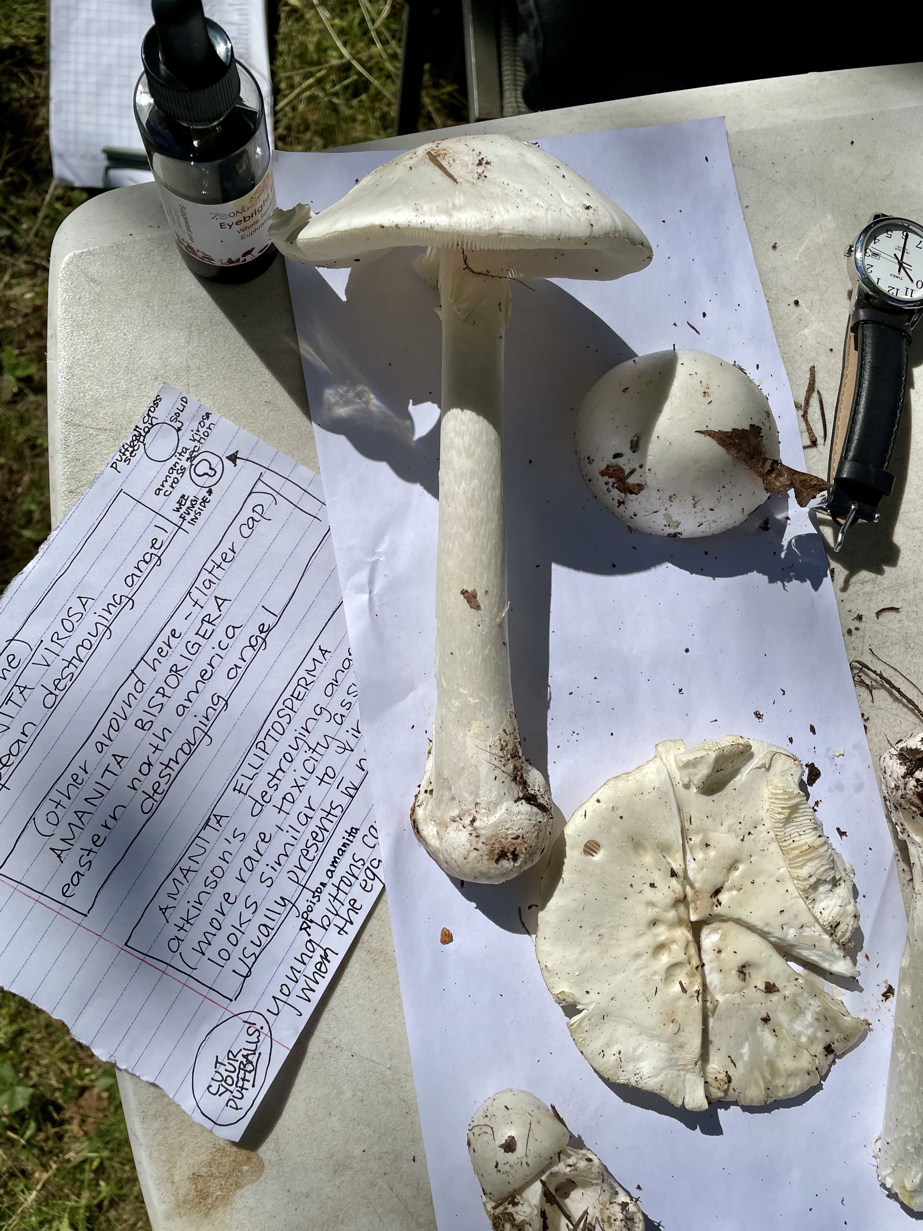 Destroying angel mushroom dissected with handwritten identification notes